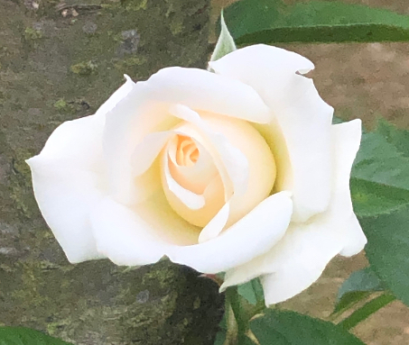 erste Rose